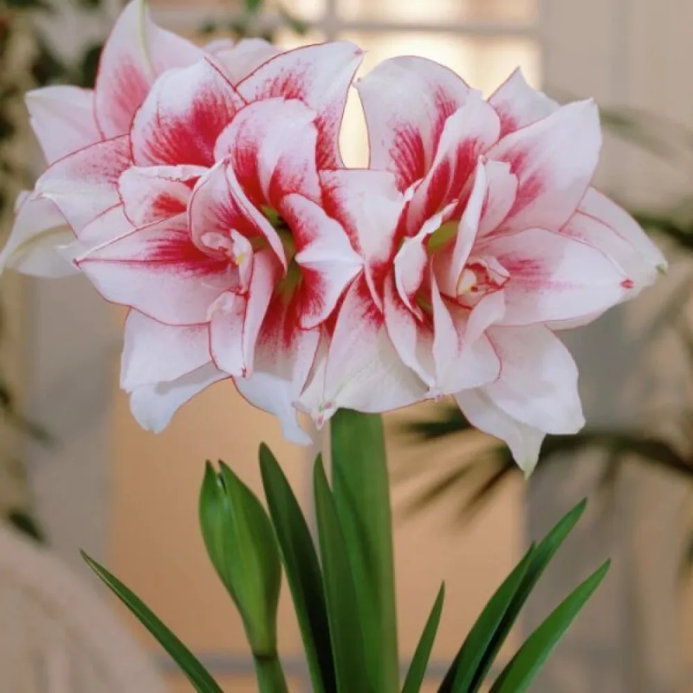 Amaryllis 'Elvas'