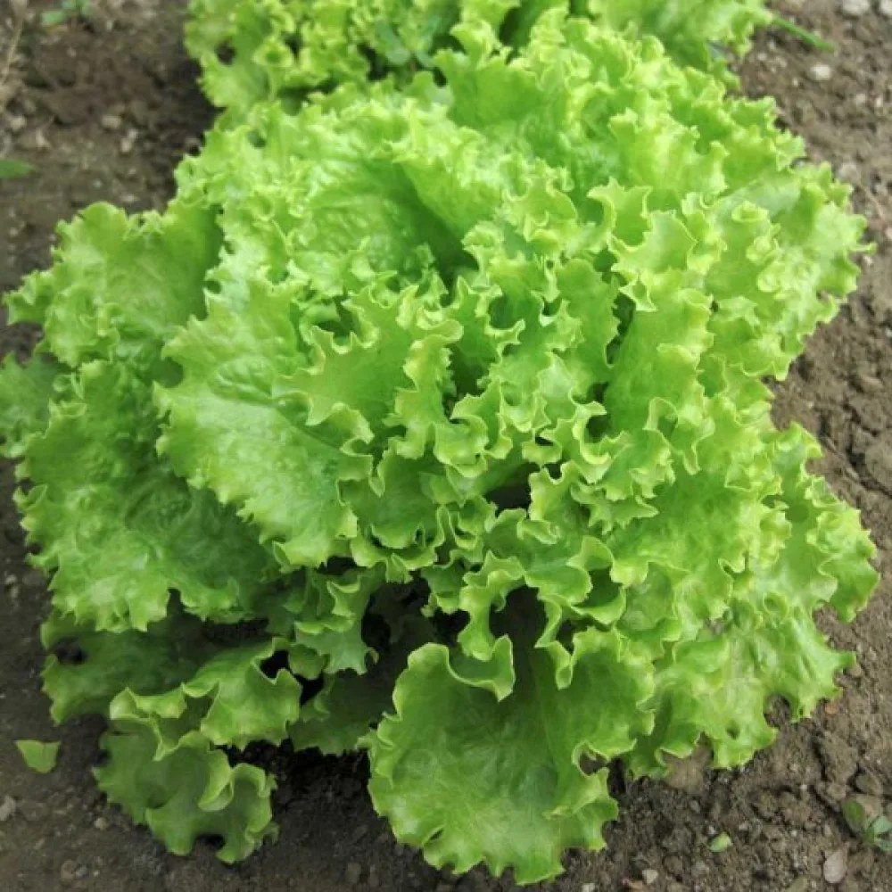 Sallad 'Salad Bowl'