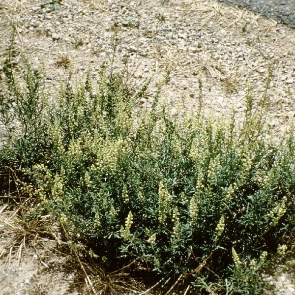 Gulreseda
