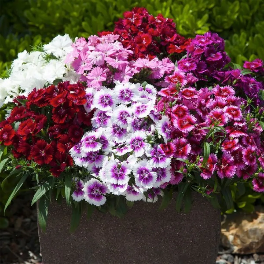 Kinesisk nejlika 'Persian Carpet' – mix