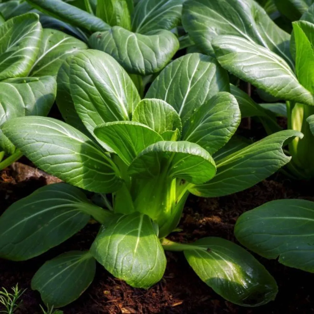 Pak choi, grön