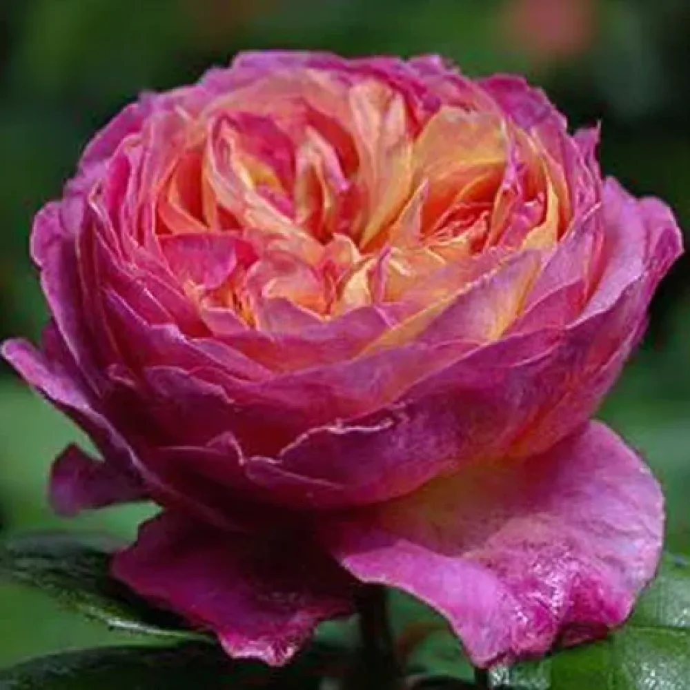 Ros 'Tender Pink Flirt' – barrotad