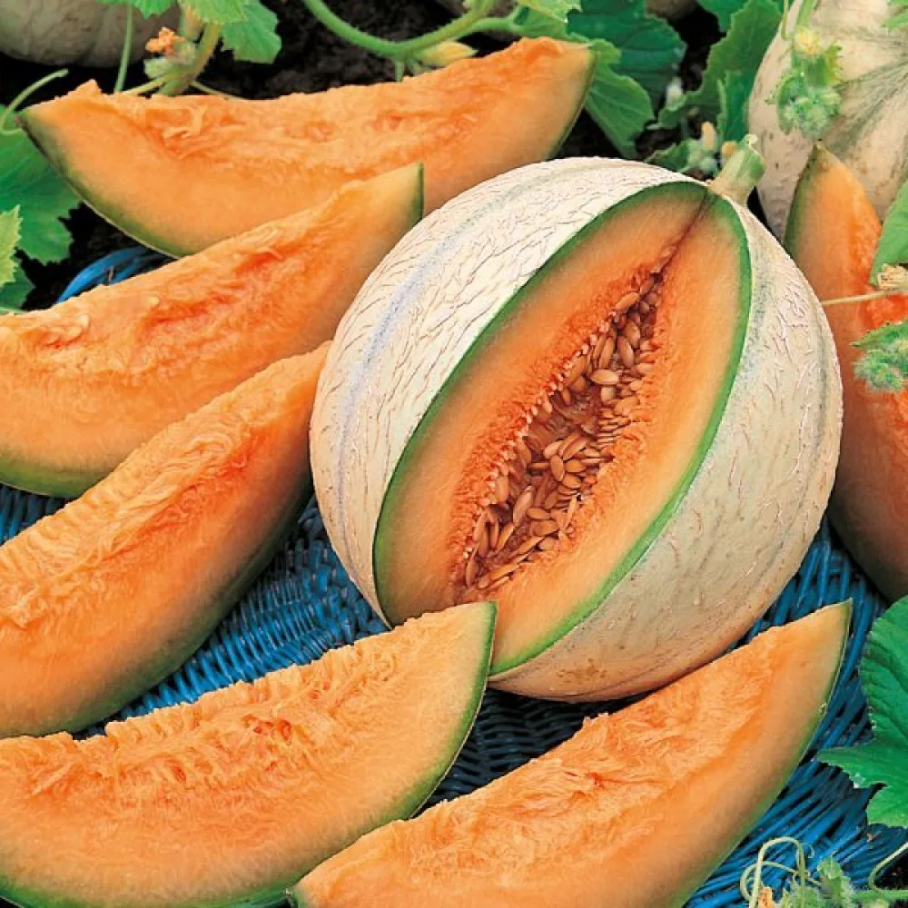 Melon 'Cantalupo di Charentais'
