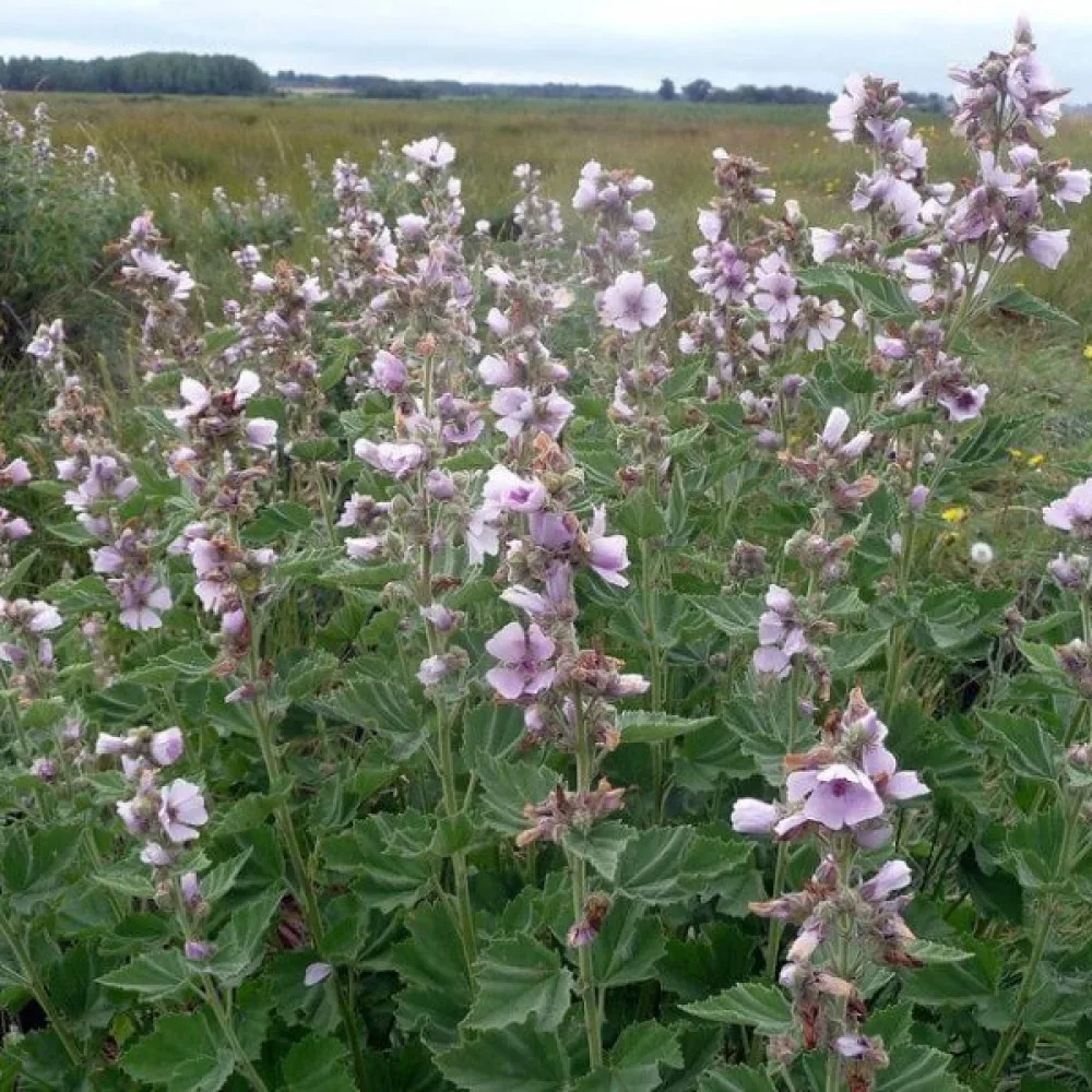 Läkemalva Althaea officinalis