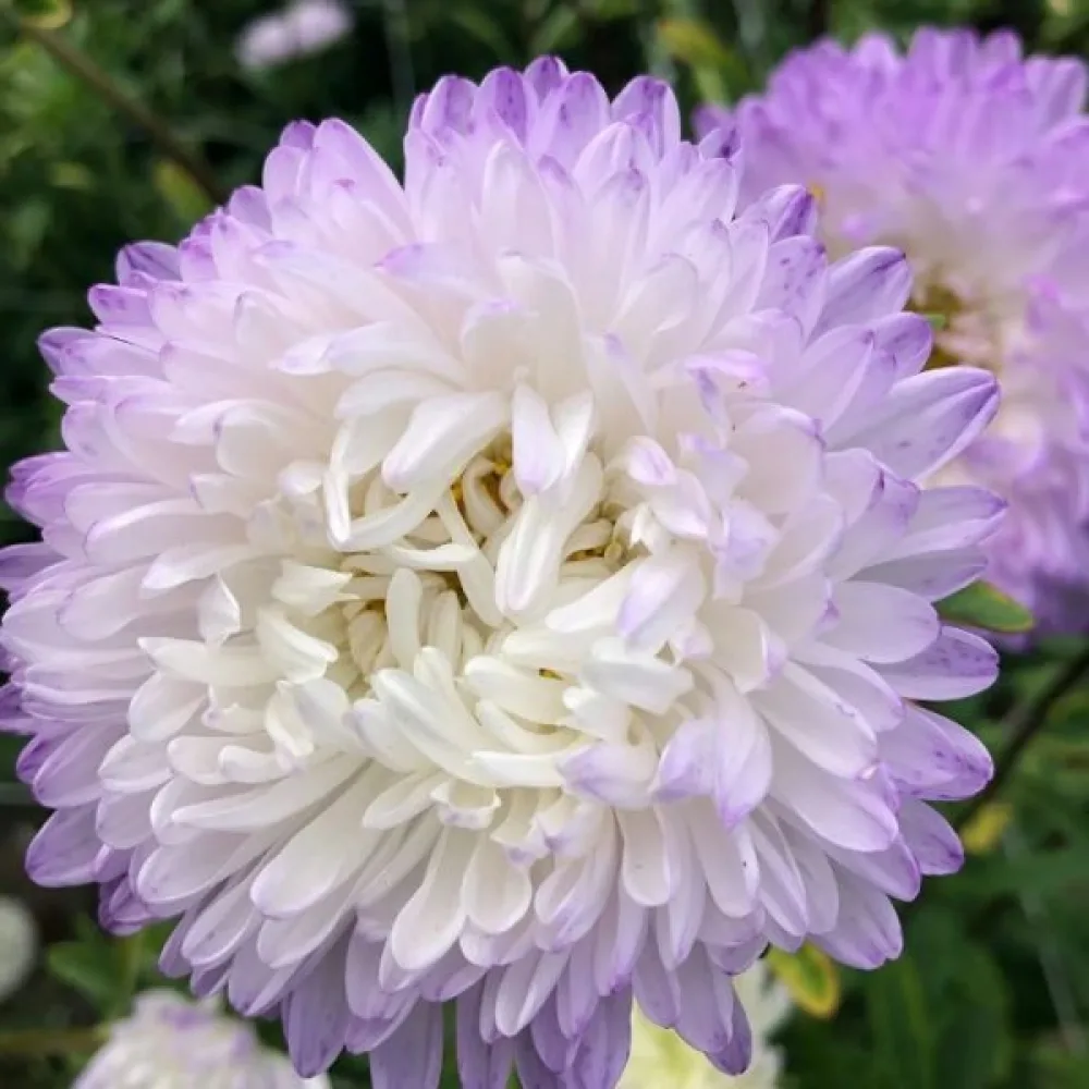 Sommaraster 'Apollonia' – silverrosa