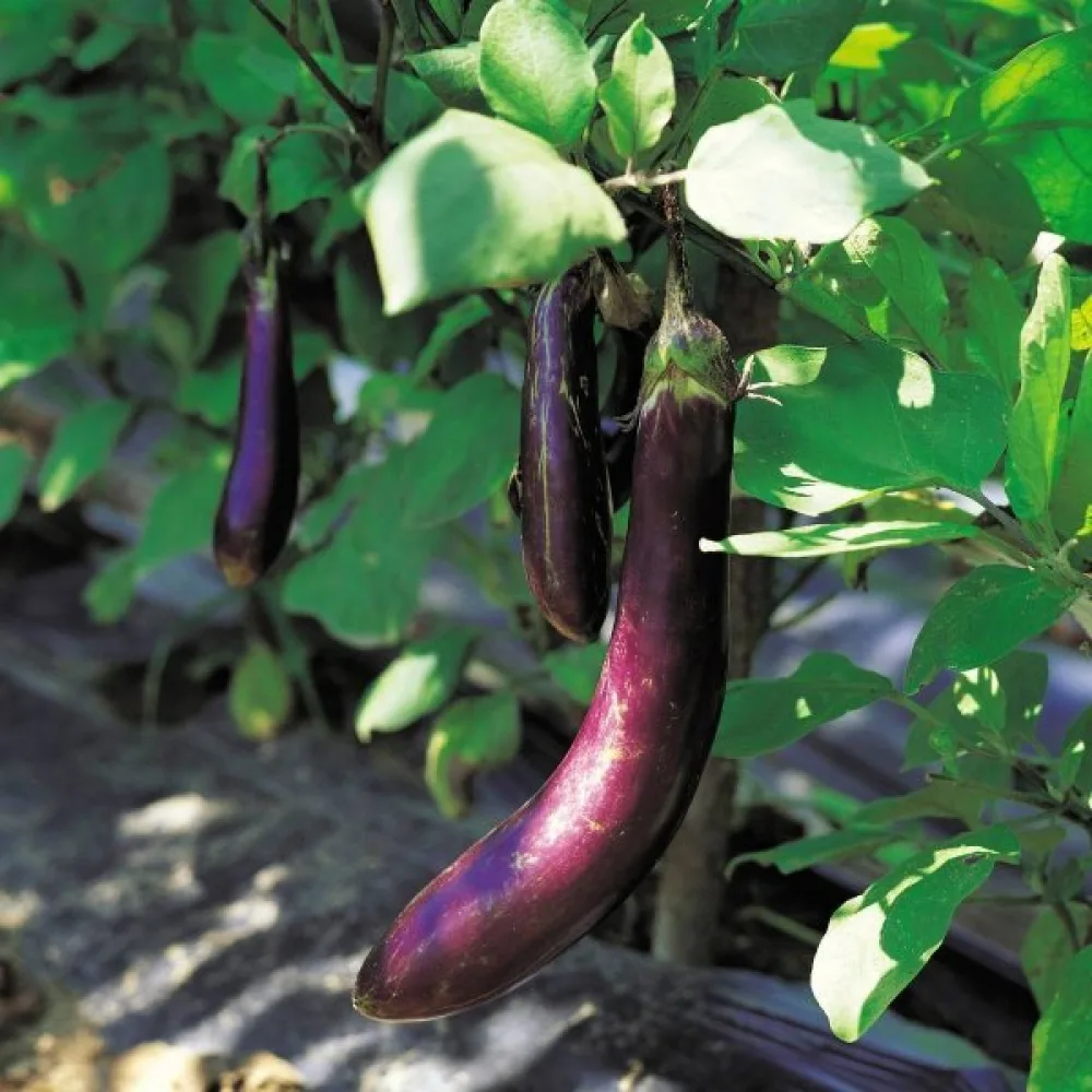 Aubergine 'Early Long Purple 3'
