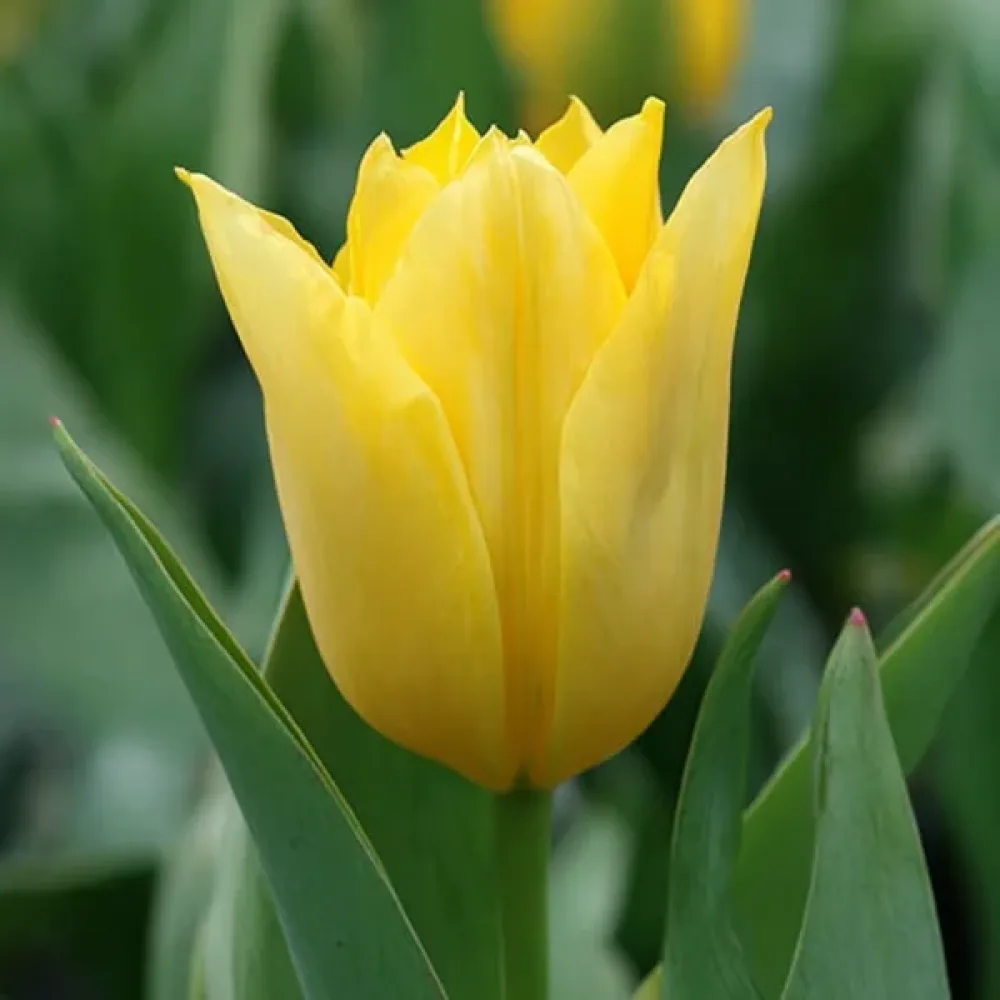 Tulpan 'Yellow Purissima'