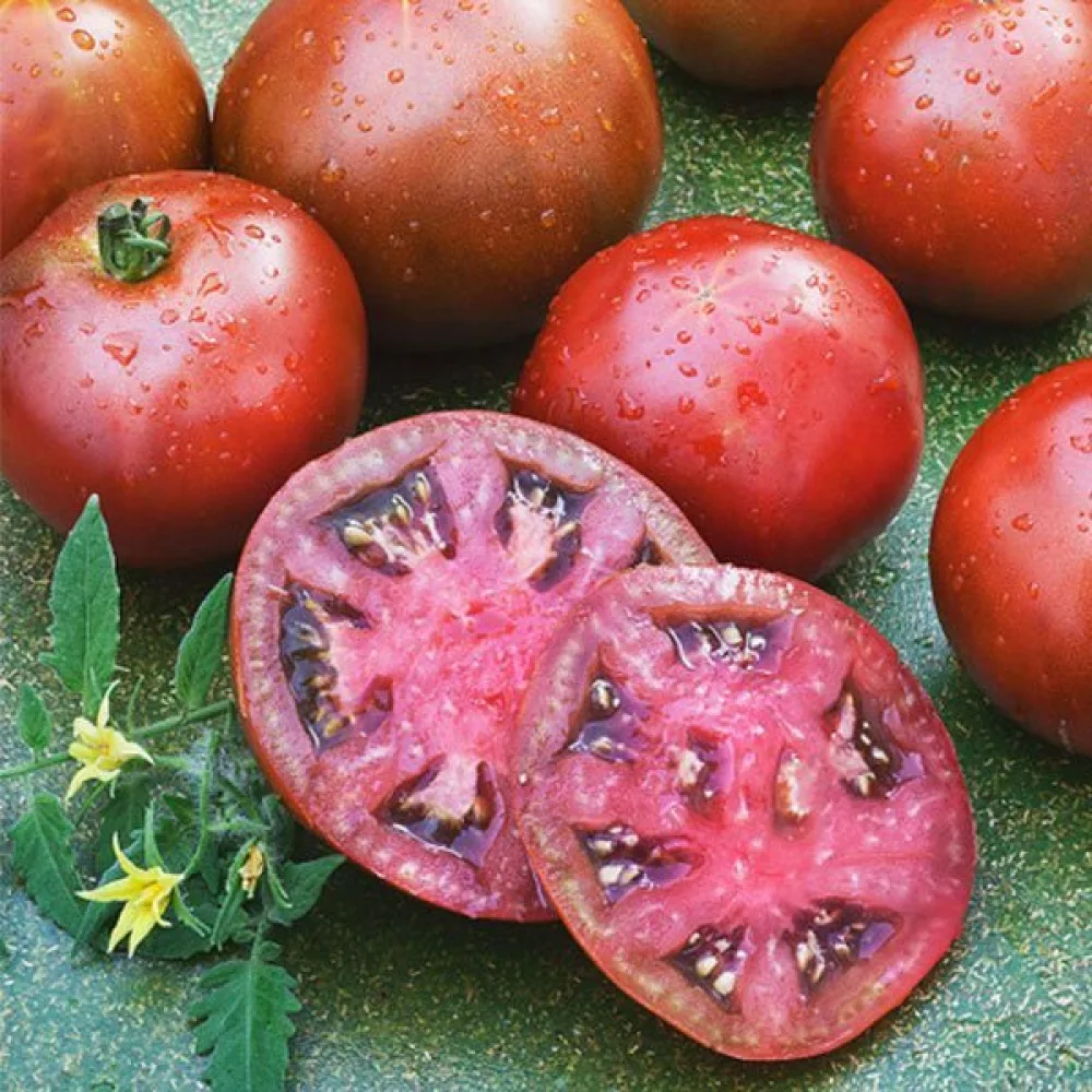 Tomat 'Black Prince'