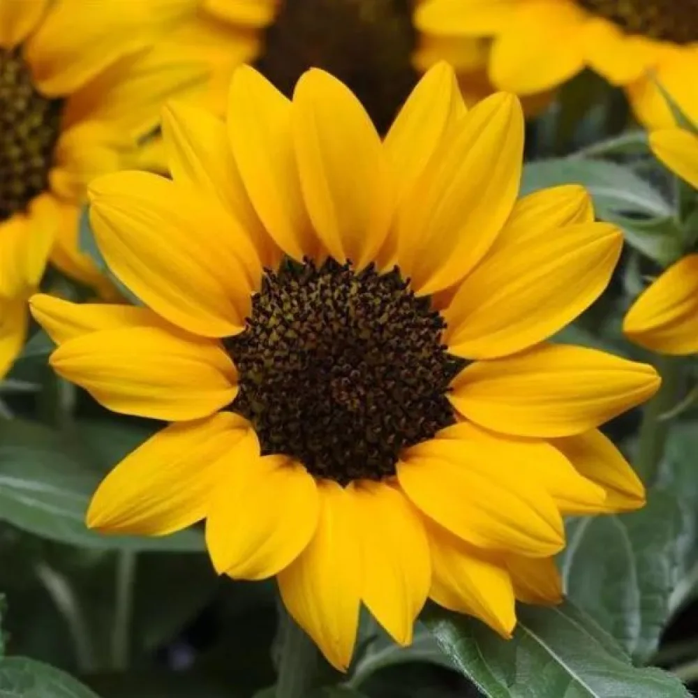 Solros 'Sunshine'