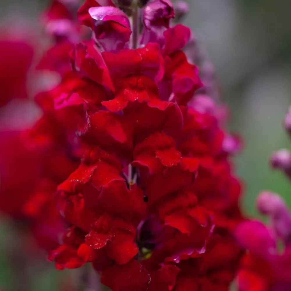 Lejongap 'Ruby'
