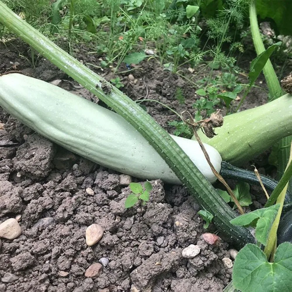 Zucchini 'Lungo Bianco di Sicilia'