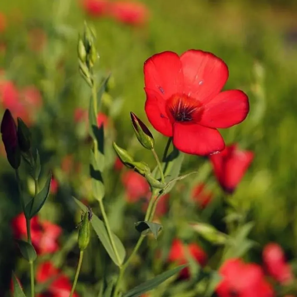 Sommarflox 'Beauty Crimson'