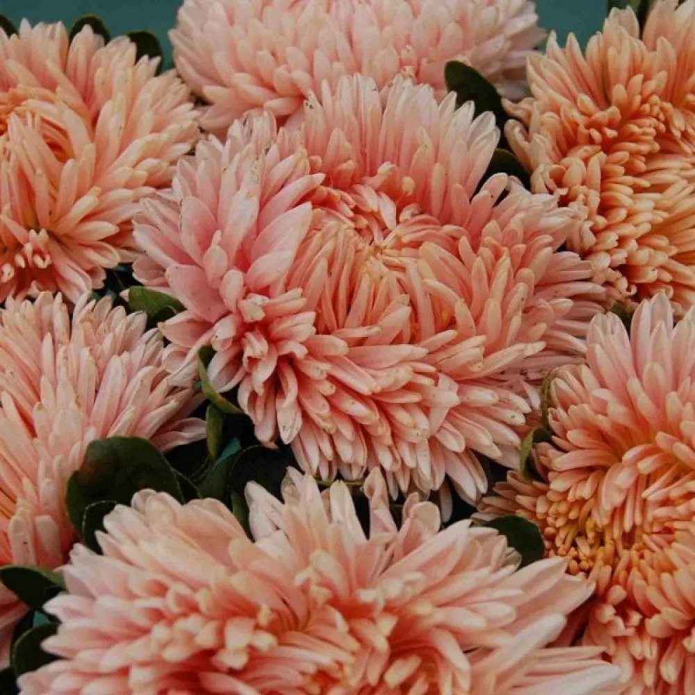 Sommaraster 'Apollonia' – laxrosa