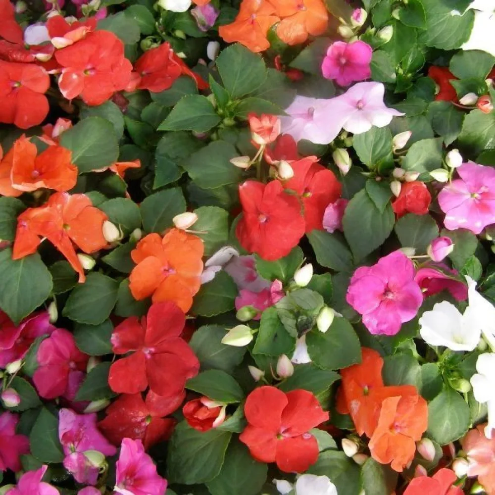 Flitiga Lisa 'Holstii' – mix