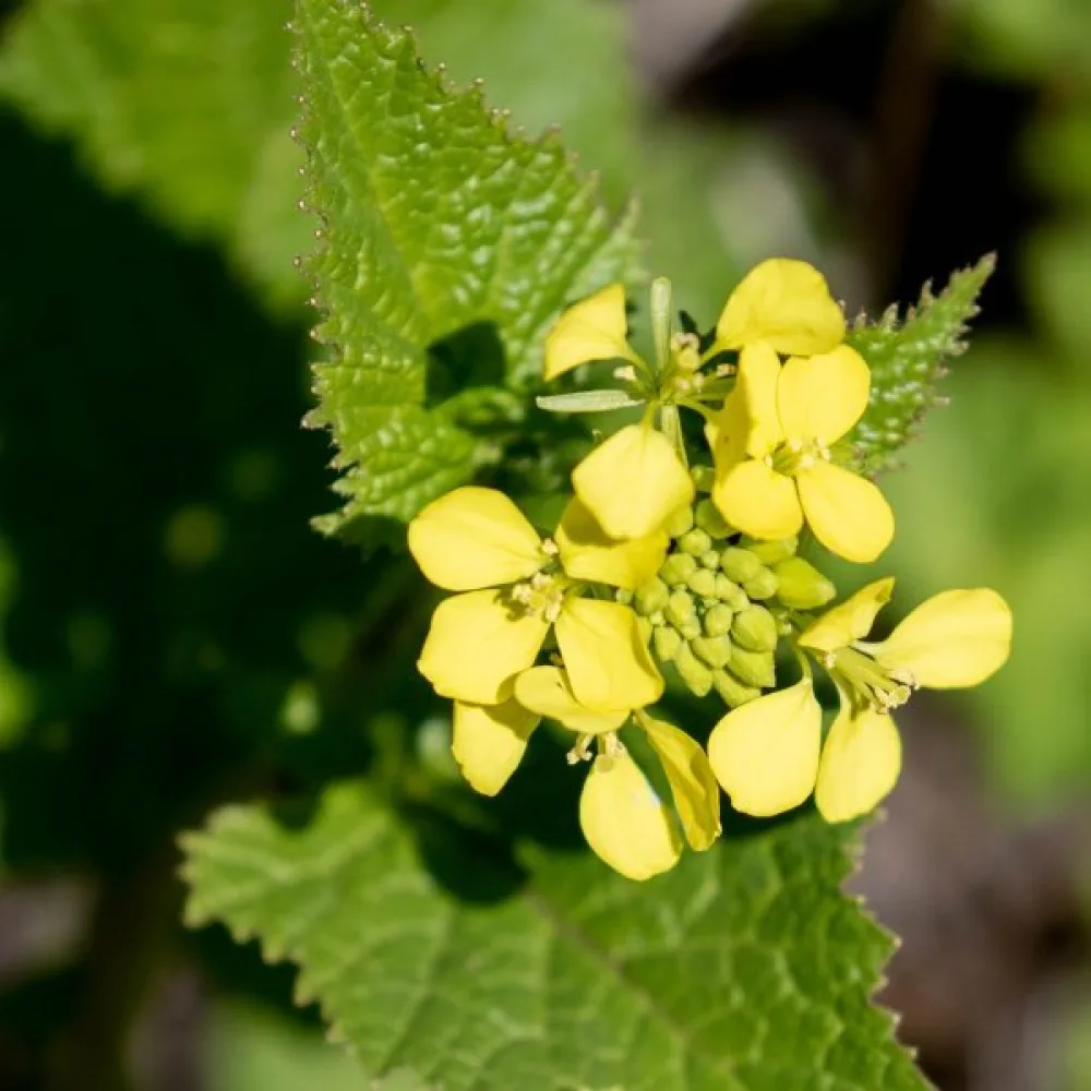 Svartsenap Brassica nigra