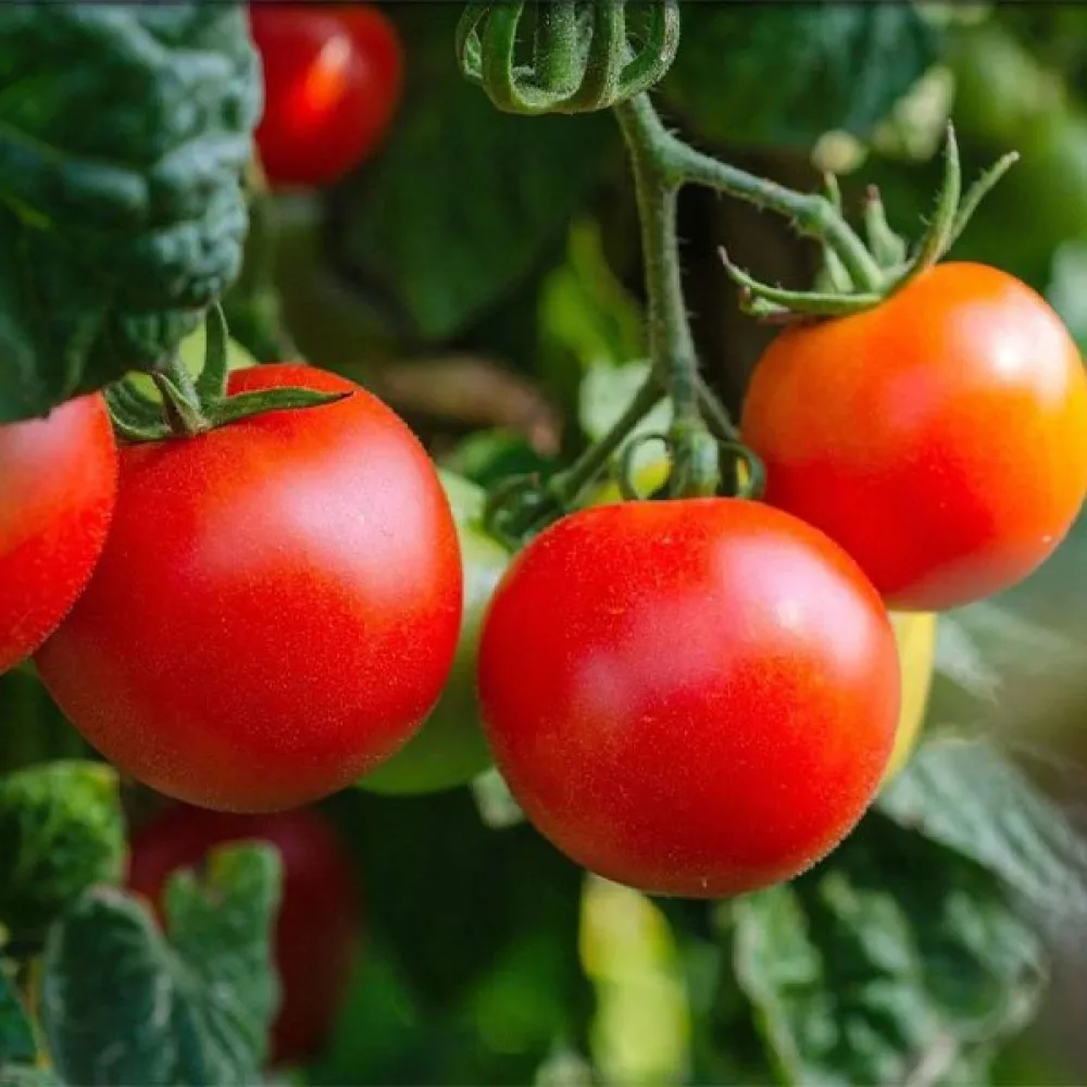 Tomat 'Marglobe'