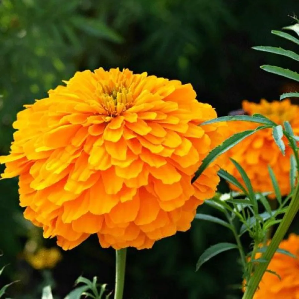 Fransk tagetes 'Petite Orange'