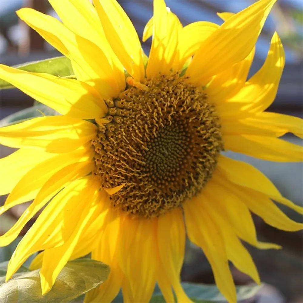 Solros 'Yellow Giant'