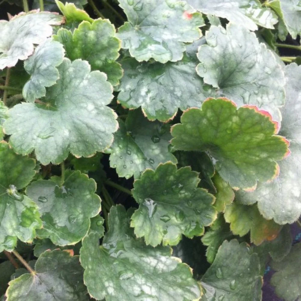 Blodalunrot 'Bressingham' – mix