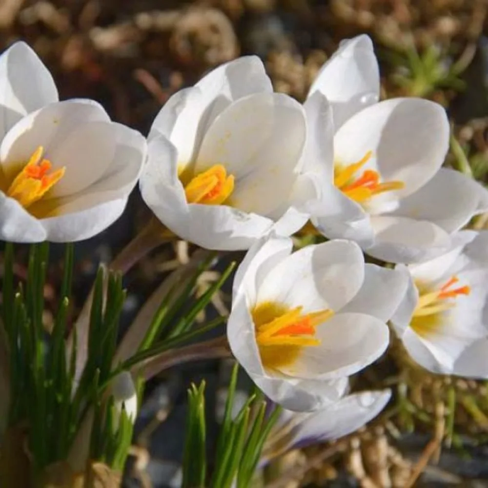 Krokus 'Snowbunting'