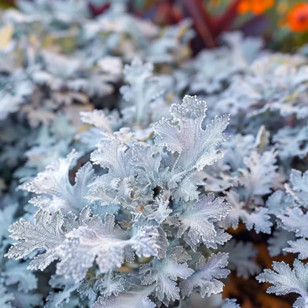Silverek 'Candicans'