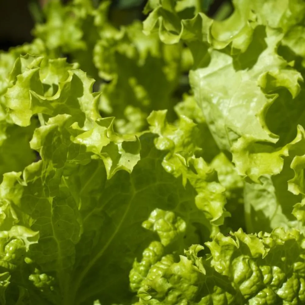 Sallad 'Grand Rapids'