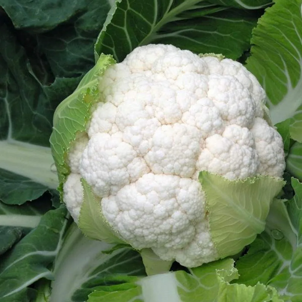 Blomkål 'Alpha 7'
