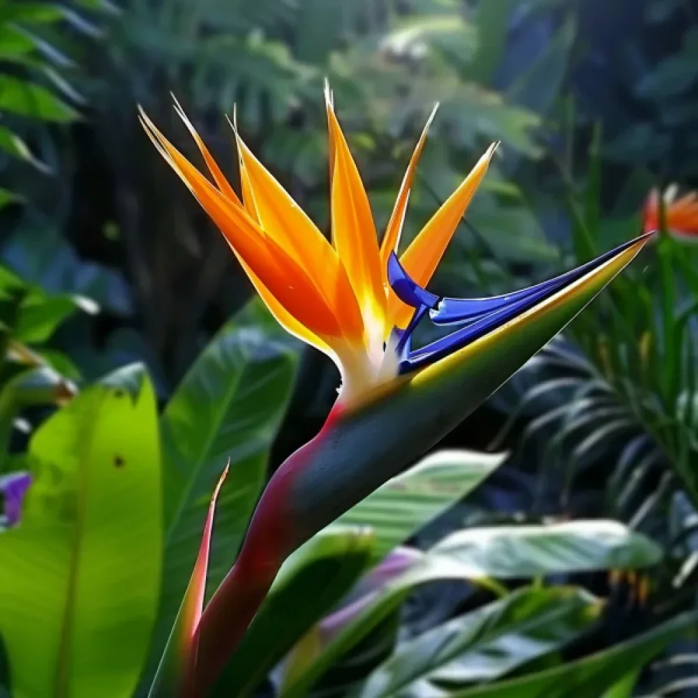 Paradisfågelblomma Strelitzia reginae