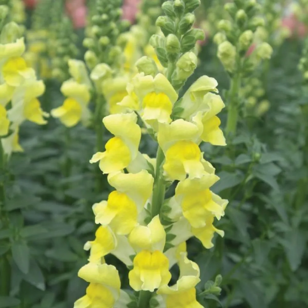 Lejongap 'Eldorado'