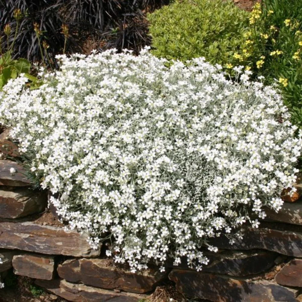 Silverarv Cerastium biebersteinii, vit