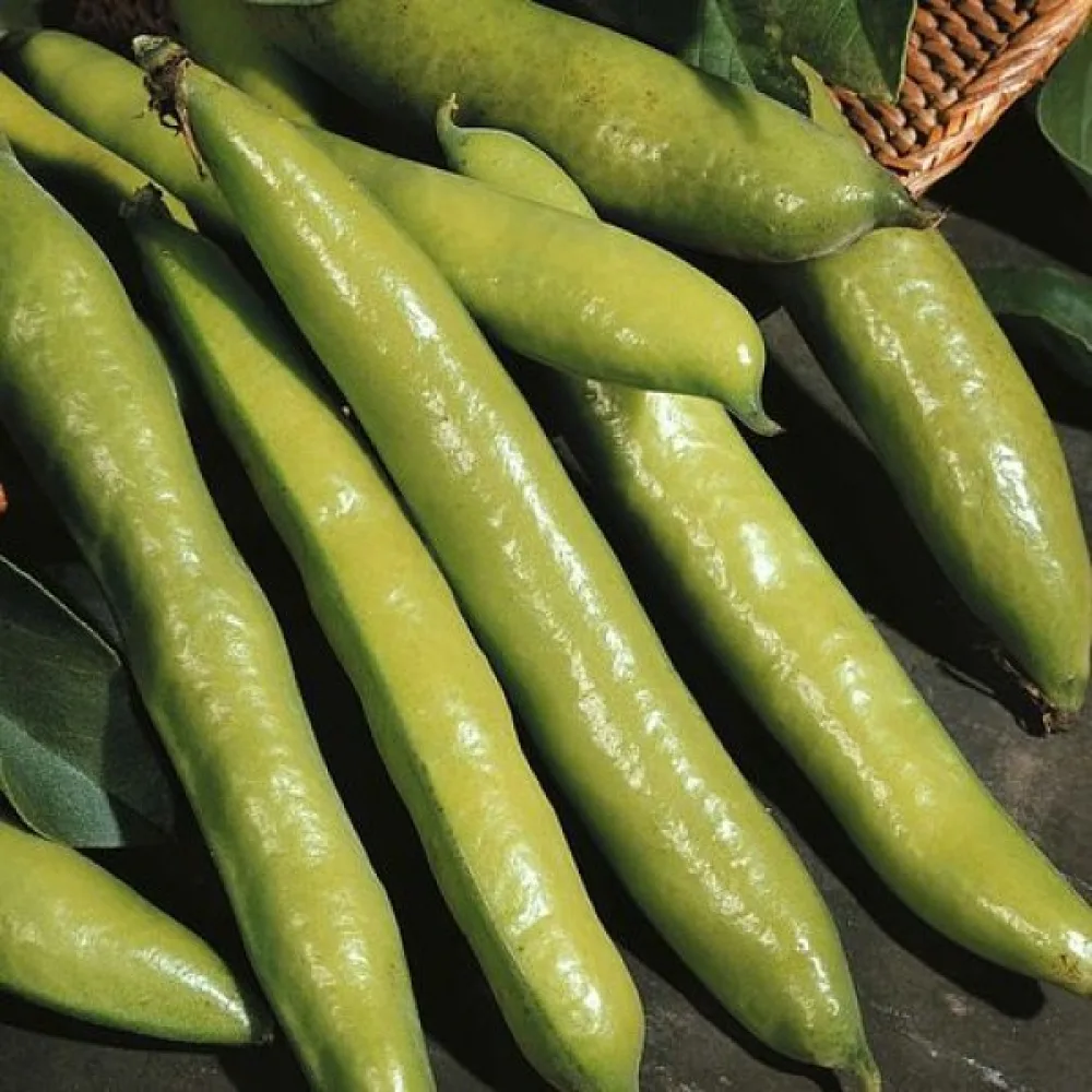 Bondböna 'Aguadulce Supersimonia'