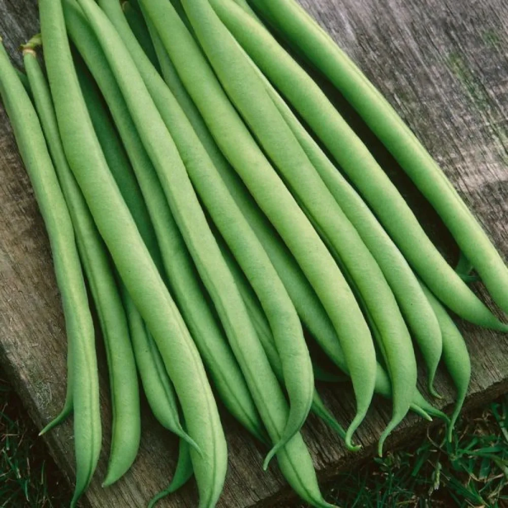 Trädgårdsböna 'Topcrop'