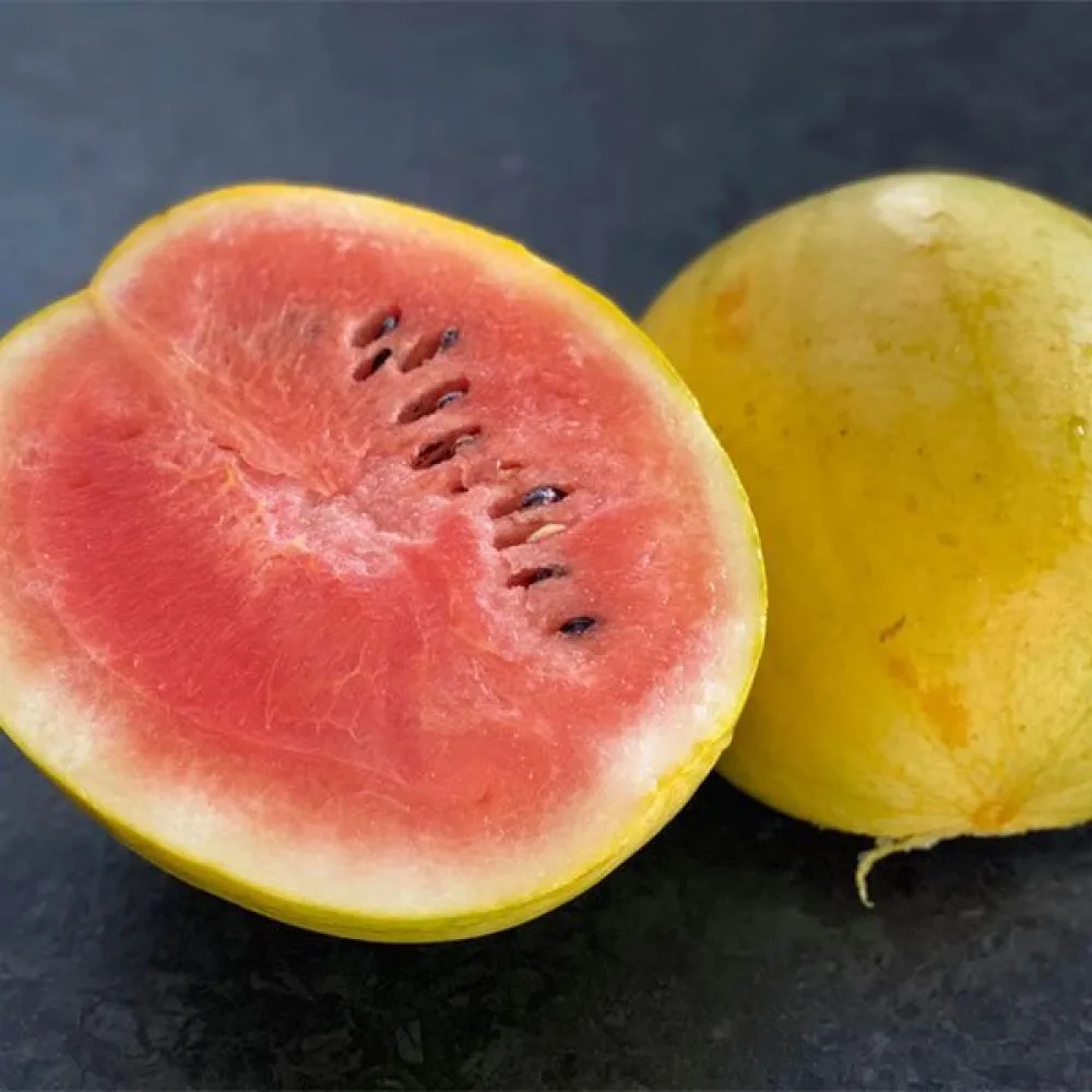 Vattenmelon 'Złoto Wolicy' F1 2,5–3,5 kg