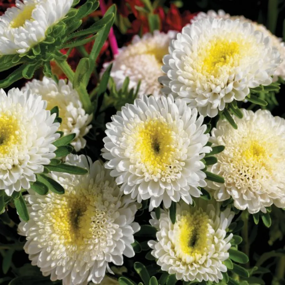 Sommaraster 'Baronesse' – vit