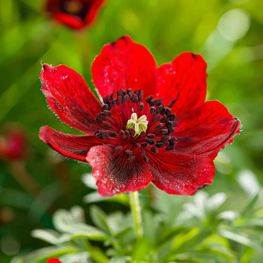 Sommaradonis Adonis aestivalis