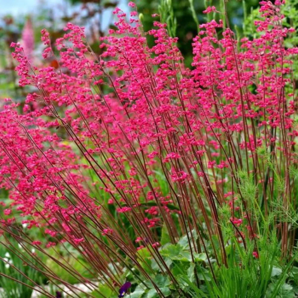 Blodalunrot 'Bressingham' – mix