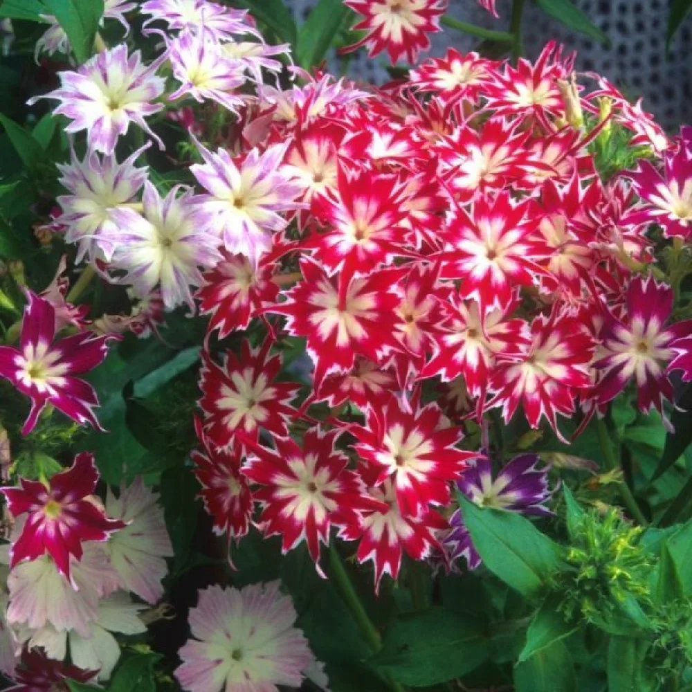 Sommarflox 'Twinkles', låg blandning