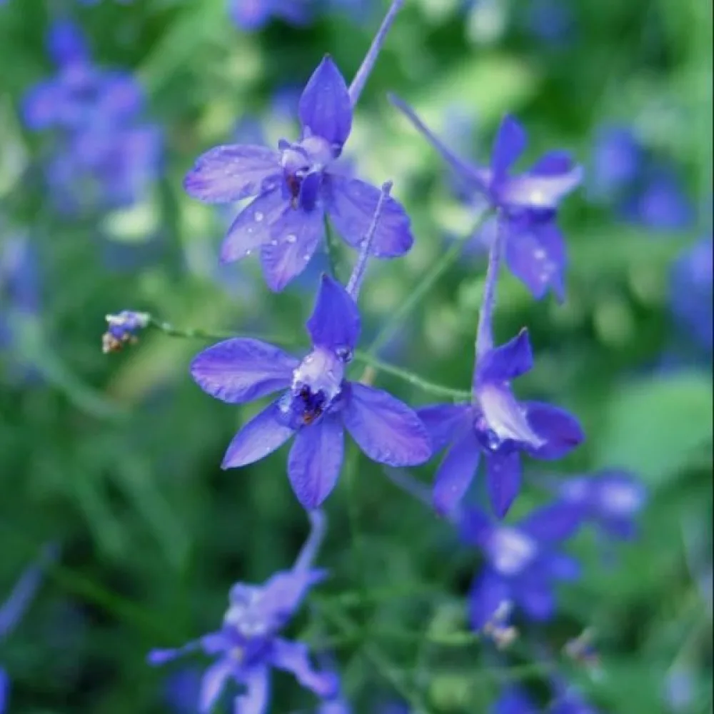 Riddarsporre 'Blue Cloud'