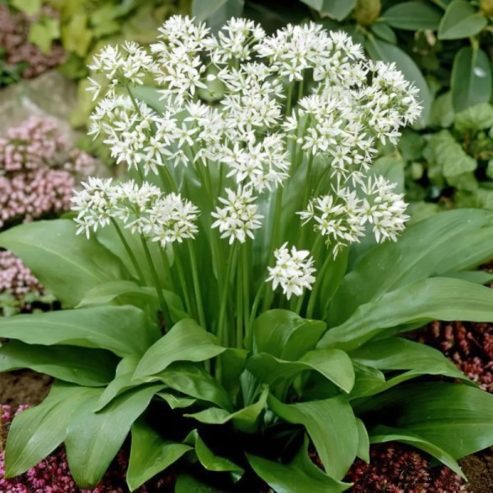 Ramslök Allium ursinum