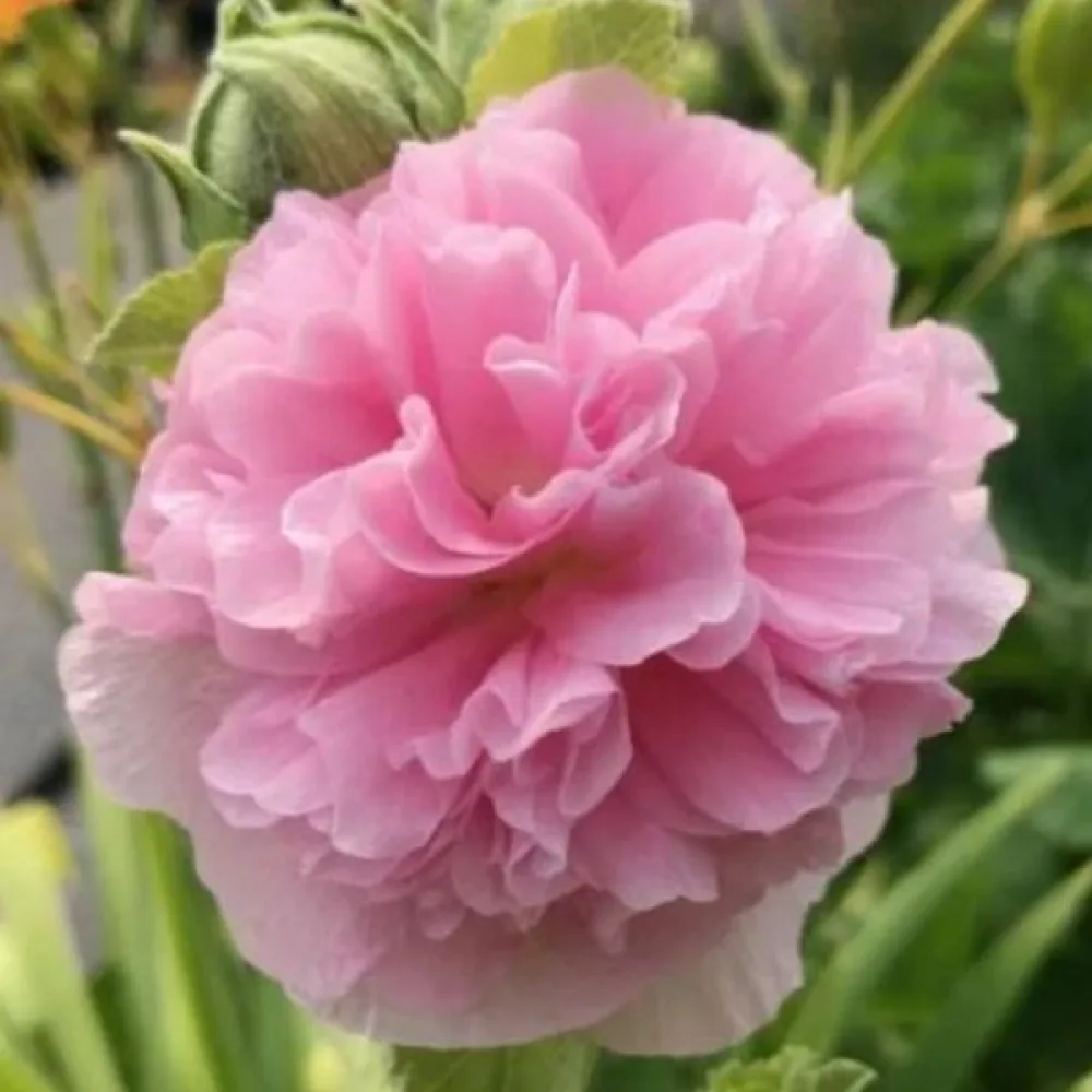 Fylld stockros, rosa