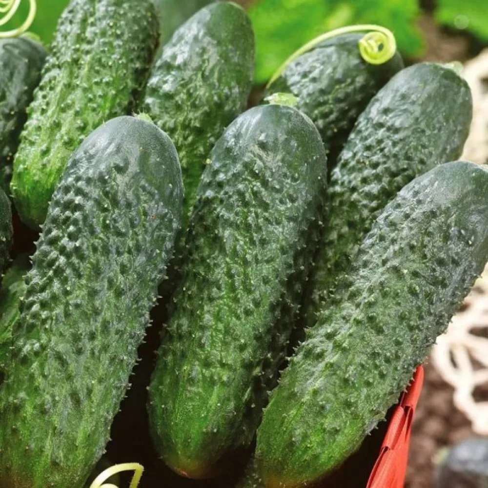 Druvgurka 'Polonez' F1