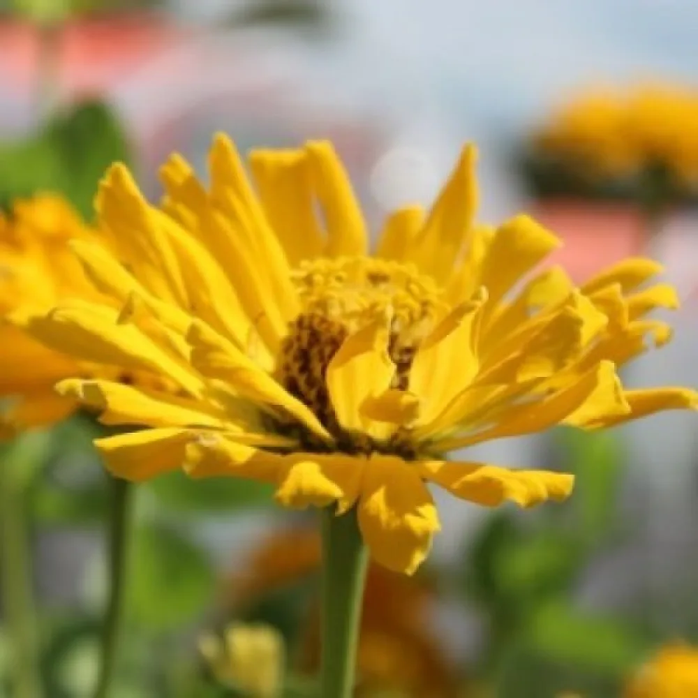 Zinnia 'Sungod'