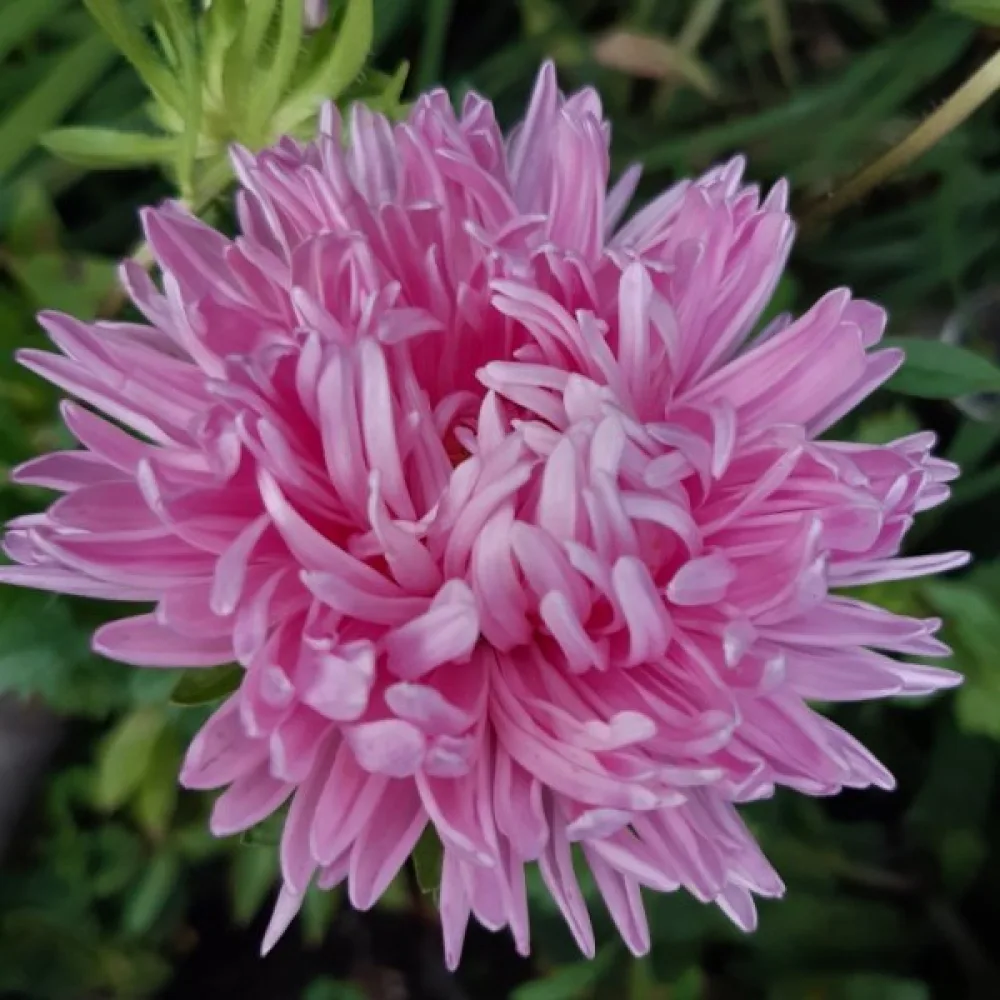 Sommaraster 'Milady' ljusrosa