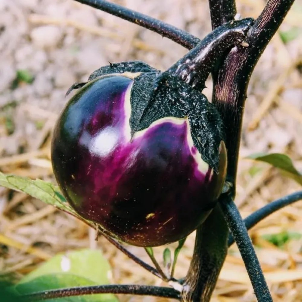 Aubergine 'Ronde de Valence'