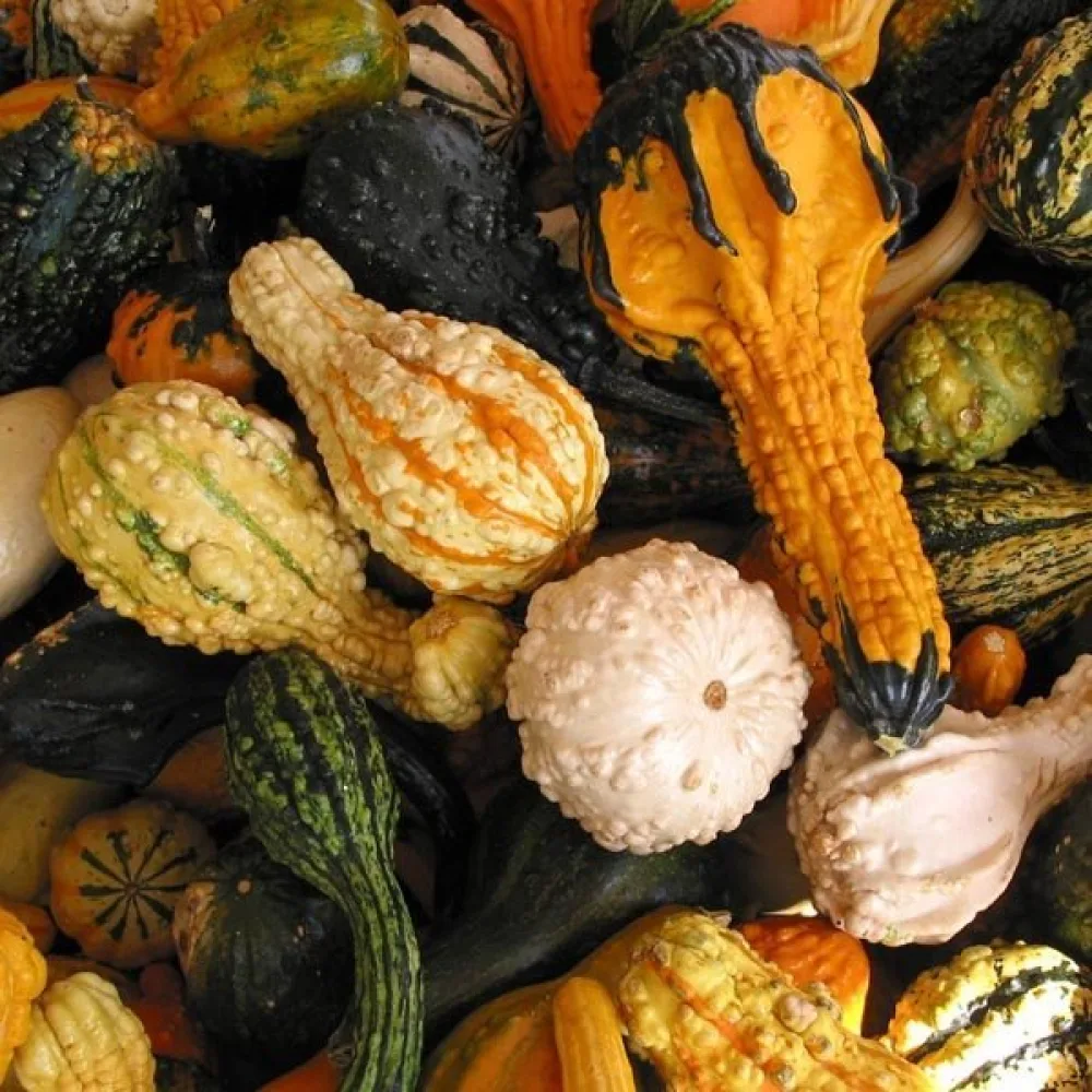 Pumpa, småfruktiga – blandning