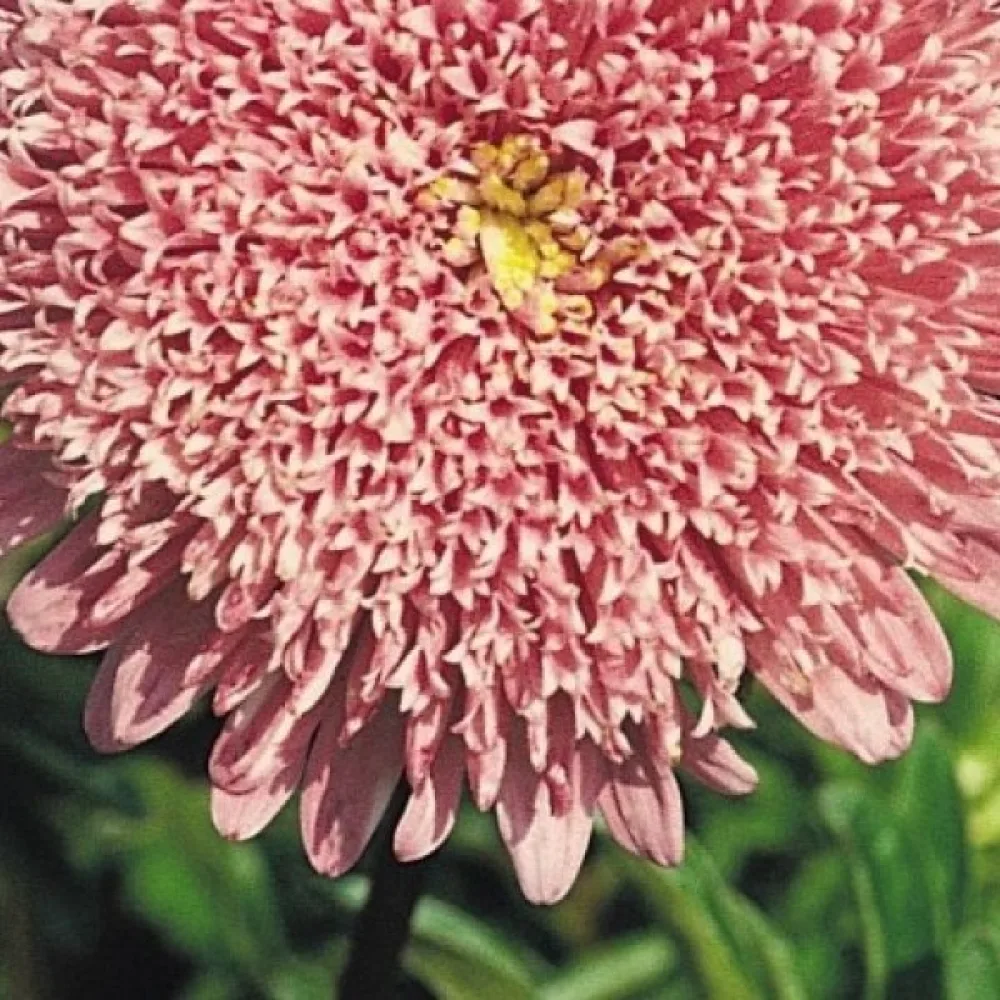 Sommaraster 'Princess' – laxrosa