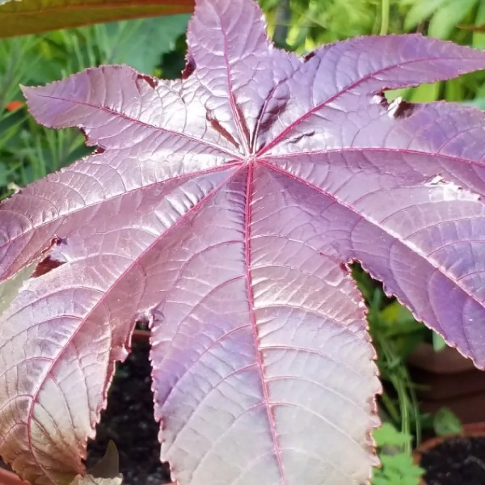 Ricin 'Gibsonii'