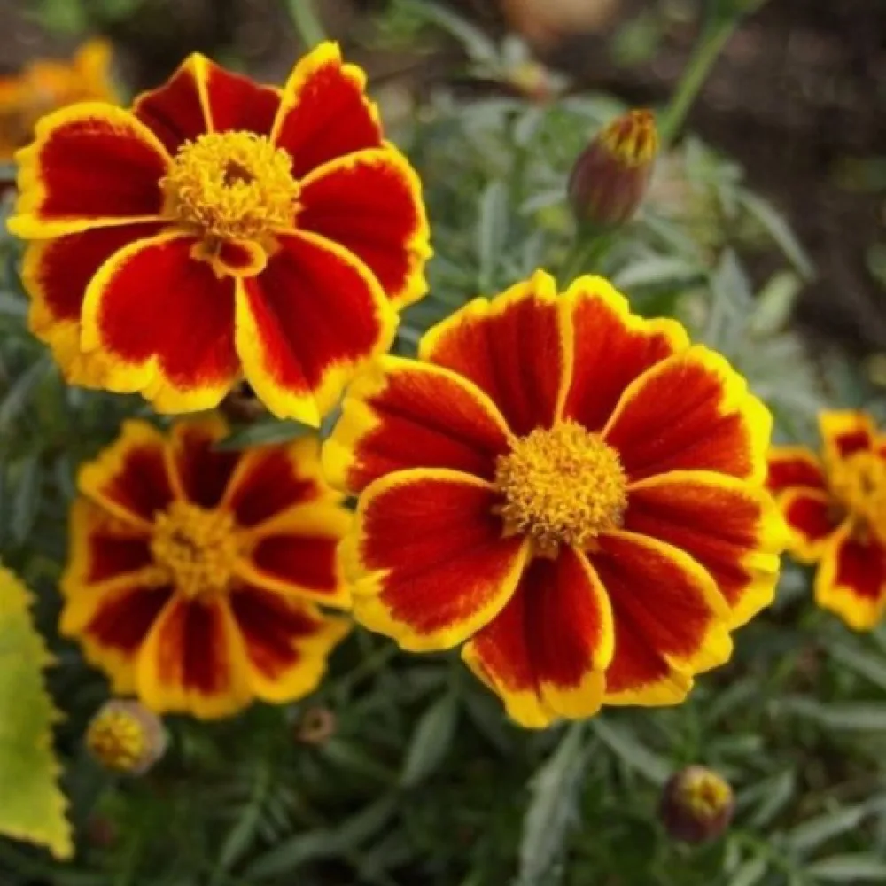 Fransk tagetes 'Red Marietta'