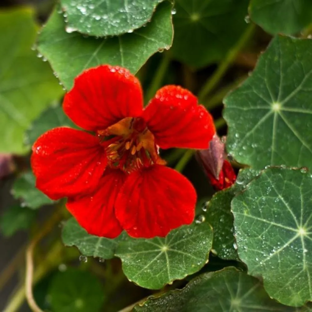 Krasse 'King Theodore'