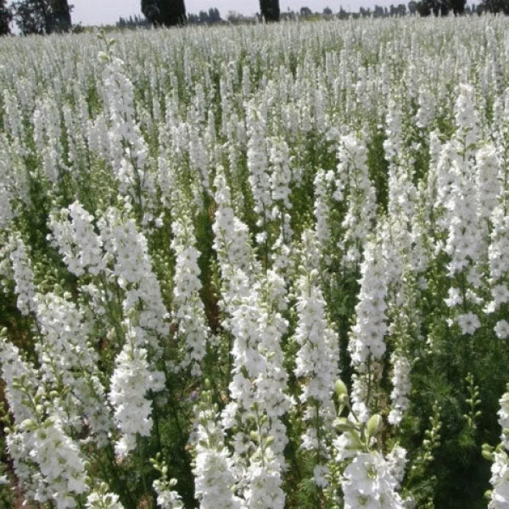Sommarriddarsporre 'White King' – vit